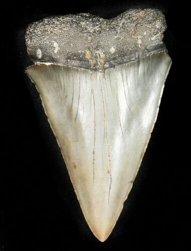 Large, Fossil Mako Shark Tooth - South Carolina #45824